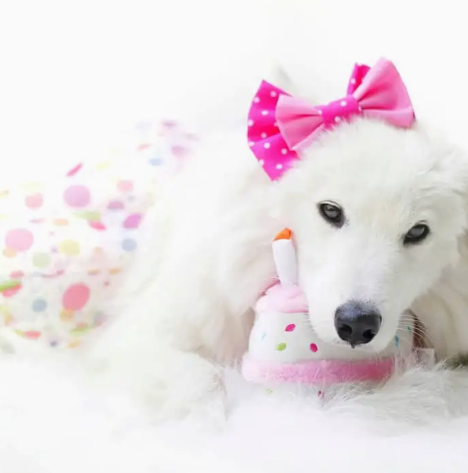 Birthday Cake Pink Slice Dog Toy